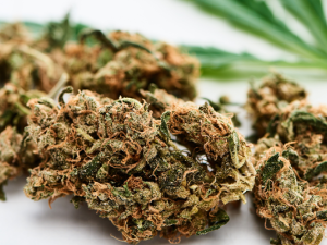 On Tuesday, November 26, Niverville residents will undertake a plebiscite to decide whether retail cannabis sales should be allowed in the community. 