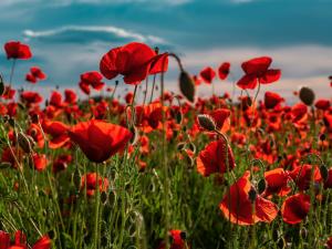 On November 11, 2024, the Niverville Remembrance Day service is heading back to the Heritage Centre for another event that won’t soon be forgotten.