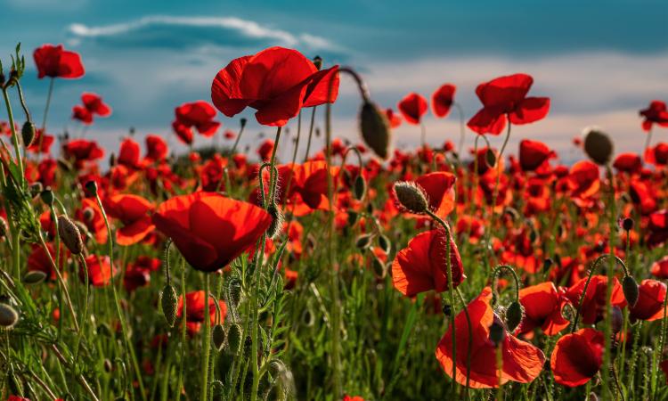 On November 11, 2024, the Niverville Remembrance Day service is heading back to the Heritage Centre for another event that won’t soon be forgotten.