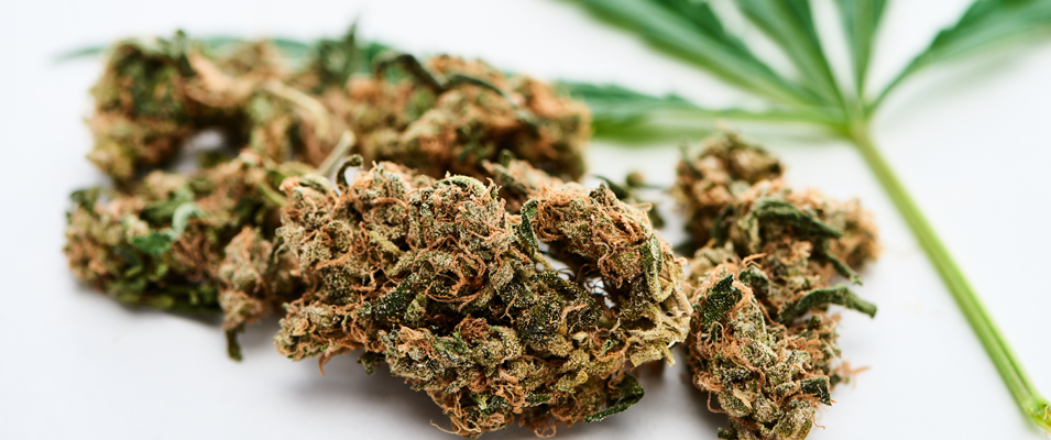 On Tuesday, November 26, Niverville residents will undertake a plebiscite to decide whether retail cannabis sales should be allowed in the community. 