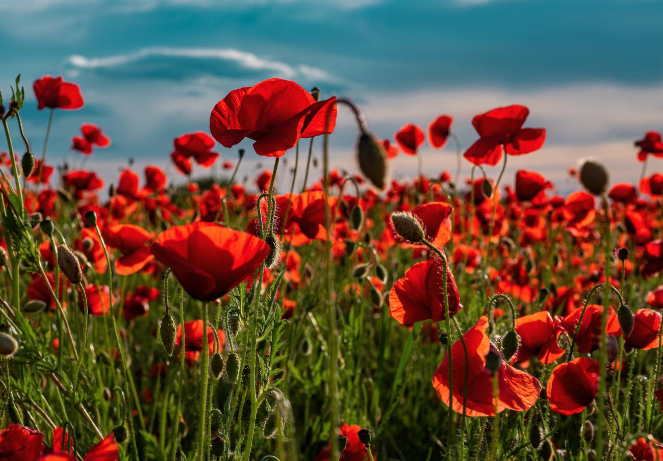On November 11, 2024, the Niverville Remembrance Day service is heading back to the Heritage Centre for another event that won’t soon be forgotten.