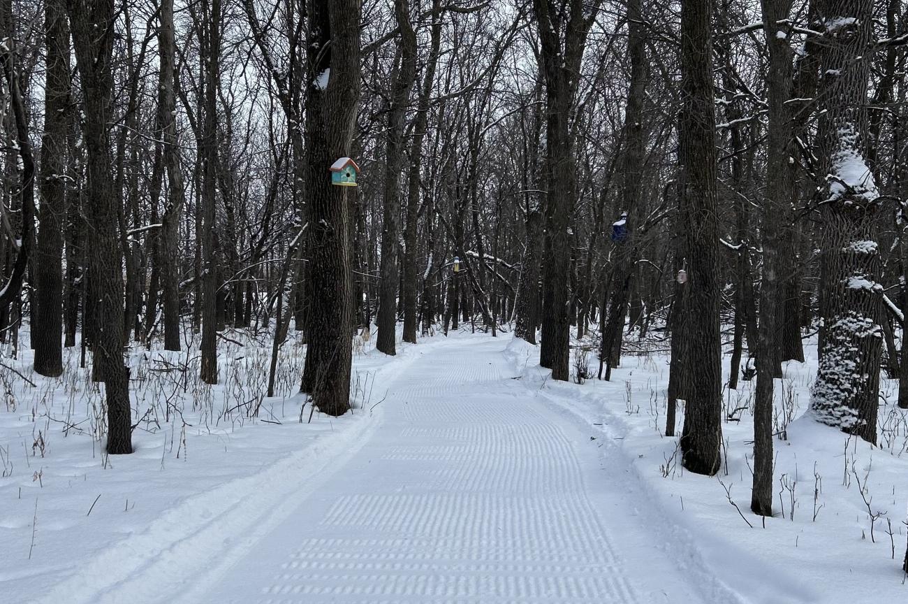 Baudry Trail, groomed for cross-country skiing.