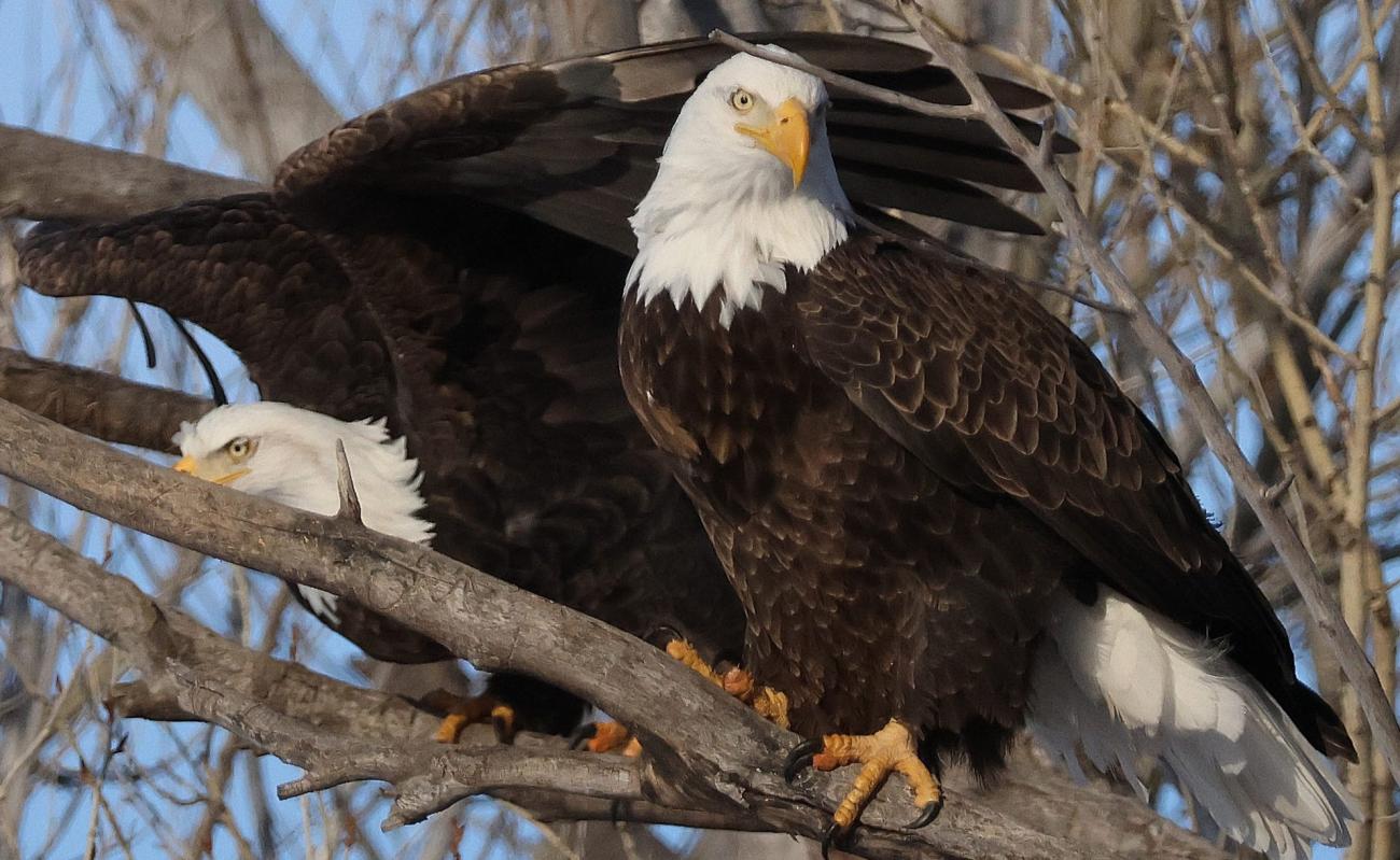 The bald eagle in its natural habitat.
