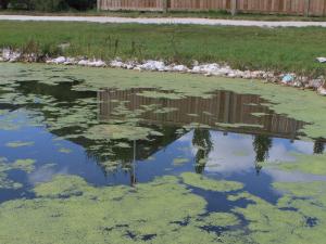 Duckweed floating on the surface of the lakes in Fifth Avenue Estates leaves.