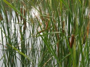 Niverville's town council has decided to plant cattails along the shores of Fifth Avenue Estate's ponds to solve a host of water quality problems.