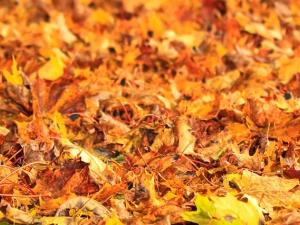  If you were looking for an excuse not to rake the leaves in your yard this year, then the Nature Conservancy of Canada (NCC) is happy to give you one. 