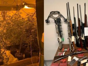 Cannabis plants and firearms seized from a grow-up on Leclaire Road.