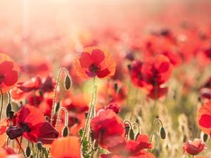 Ordinarily, the annual Remembrance Day ceremony in Niverville, held at the Heritage Centre, draws hundreds of people from the surrounding towns. 