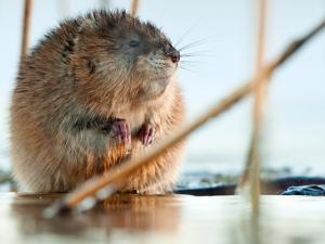 Niverville’s town council has become aware of a new problem in the lakes of local developments—muskrats.