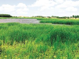 The remediated lagoon site in Niverville.