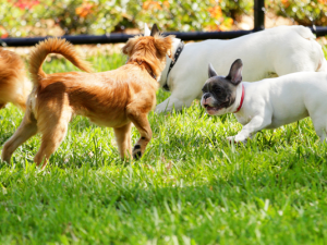One resident of Niverville is hoping that this summer will see a series of upgrades to the Niverville Dog Park.