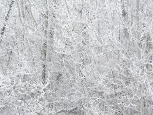 New Bothwell is hosting its annual Winter Carnival this weekend, with events kicking off on Friday evening at the town’s recreation centre.