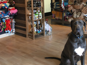 Norm the dog waits in anticipation of the RuffMutts grand opening that his owners will host on September 15.