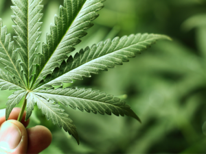 Like it or not, recreational cannabis use became legal throughout Canada on October 17.