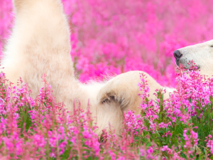 A polar bear lounges in a field of fireweed.