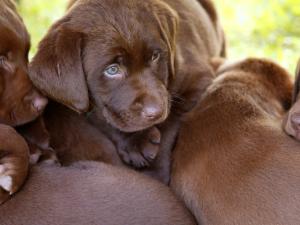  If you’re looking to incite passion among dog lovers, propose a dog-breeding operation in southeast Manitoba. 