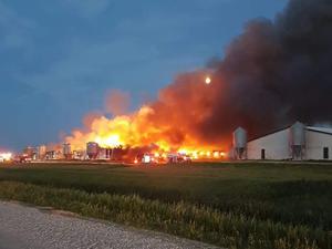 Barns burn at Hespeler Hog Farms near New Bothwell