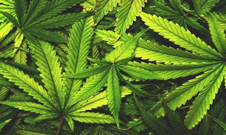 In the last couple of years, cannabis shops have exploded across the marketplace—and this highly competitive retail environment isn’t unique to big cities.