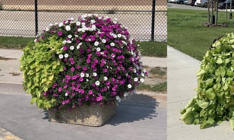 The plants along Main Street in Niverville have progressively benefited from the installation of self-watering systems.