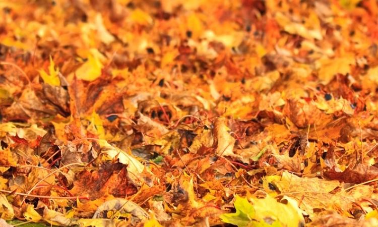  If you were looking for an excuse not to rake the leaves in your yard this year, then the Nature Conservancy of Canada (NCC) is happy to give you one. 