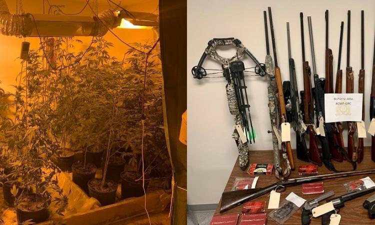 Cannabis plants and firearms seized from a grow-up on Leclaire Road.