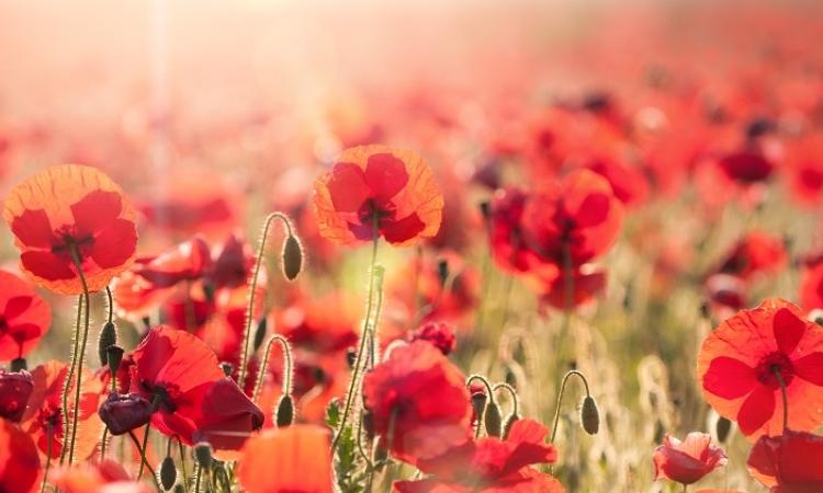 Ordinarily, the annual Remembrance Day ceremony in Niverville, held at the Heritage Centre, draws hundreds of people from the surrounding towns. 