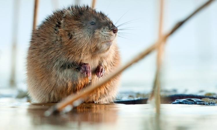 Niverville’s town council has become aware of a new problem in the lakes of local developments—muskrats.