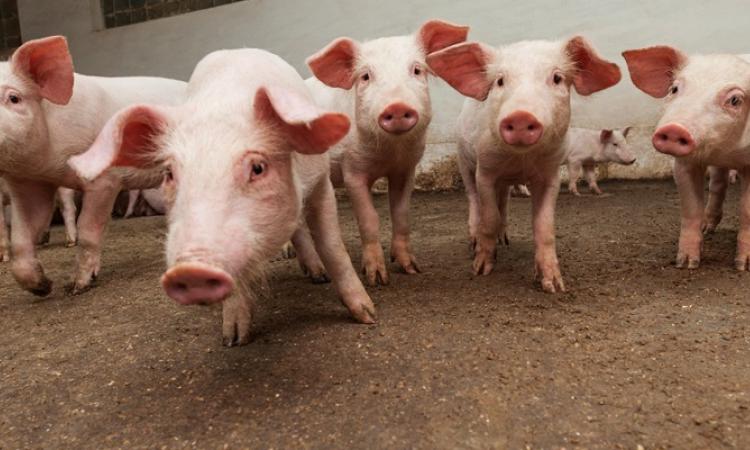 On January 23, Ritchot council addressed an application made by Paul Loeppky of Red Plain Farms Ltd. Loeppky’s request was to expand his existing hog livestock operation, located approximately two miles south of Niverville, from the 2,500 animals he currently raises to 5,000 animals.  