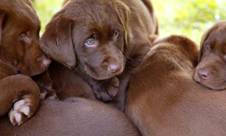  If you’re looking to incite passion among dog lovers, propose a dog-breeding operation in southeast Manitoba. 