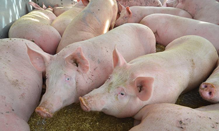 PEDv on the Rise in Southern Manitoba