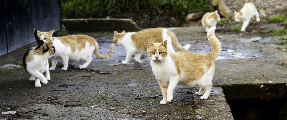 Depending on who you ask, the Town of Niverville may have a cat problem. A multitude of feral cats roam free in the area, much to the delight of some and the chagrin of others.