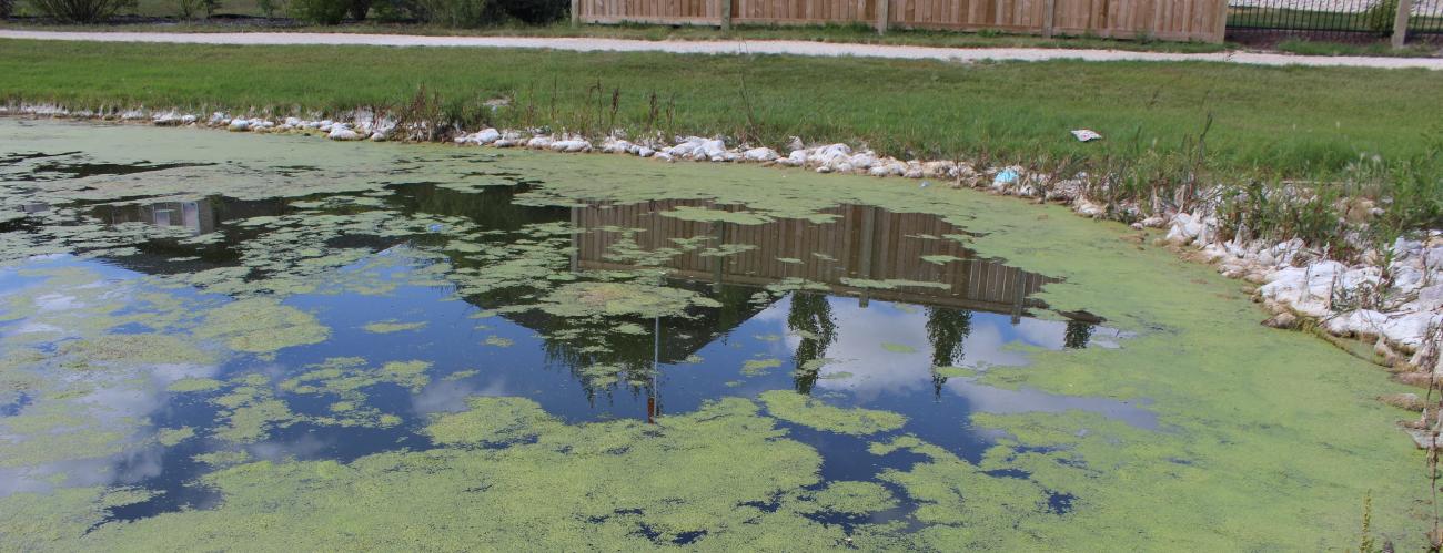 Duckweed floating on the surface of the lakes in Fifth Avenue Estates leaves.