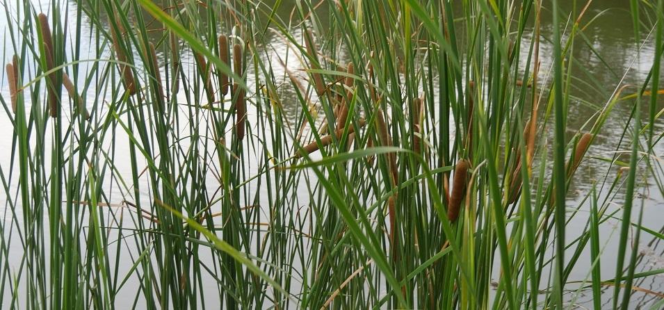 Niverville's town council has decided to plant cattails along the shores of Fifth Avenue Estate's ponds to solve a host of water quality problems.