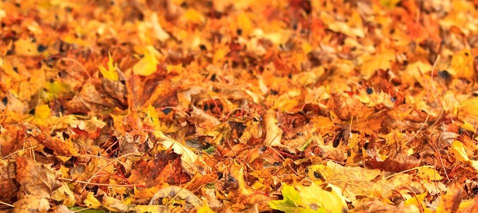  If you were looking for an excuse not to rake the leaves in your yard this year, then the Nature Conservancy of Canada (NCC) is happy to give you one. 