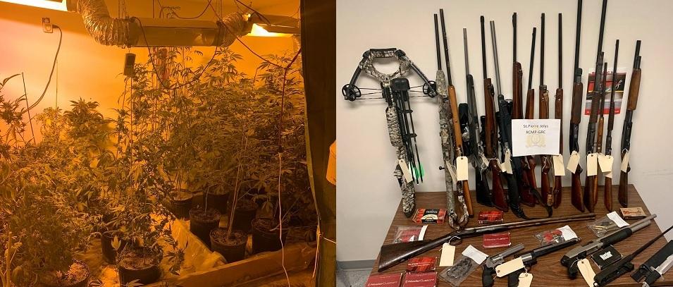 Cannabis plants and firearms seized from a grow-up on Leclaire Road.