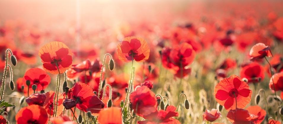 Ordinarily, the annual Remembrance Day ceremony in Niverville, held at the Heritage Centre, draws hundreds of people from the surrounding towns. 