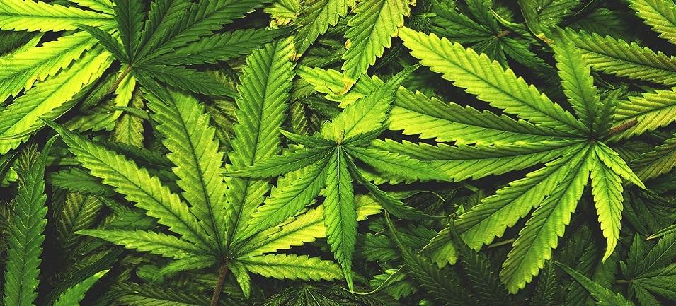 Back in the fall of 2019, Niverville became consumed by the issue of retail cannabis.