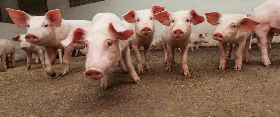 On January 23, Ritchot council addressed an application made by Paul Loeppky of Red Plain Farms Ltd. Loeppky’s request was to expand his existing hog livestock operation, located approximately two miles south of Niverville, from the 2,500 animals he currently raises to 5,000 animals.  