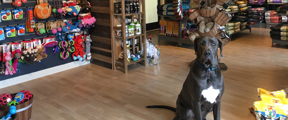 Norm the dog waits in anticipation of the RuffMutts grand opening that his owners will host on September 15.