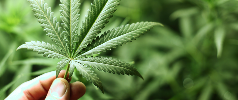 Like it or not, recreational cannabis use became legal throughout Canada on October 17.