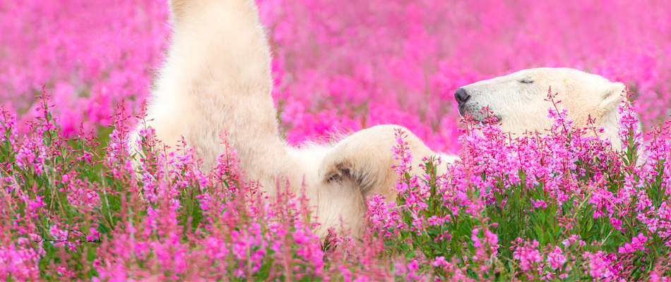 A polar bear lounges in a field of fireweed.