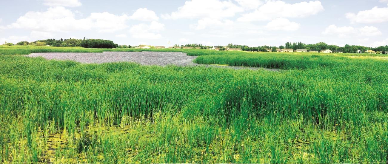 The bioremediated lagoon in Niverville