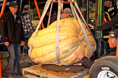 Huge pumpkins draw a crowd at the weigh-off