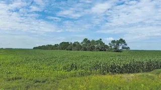 Fields of summer crops stretch into the distance around Niverville